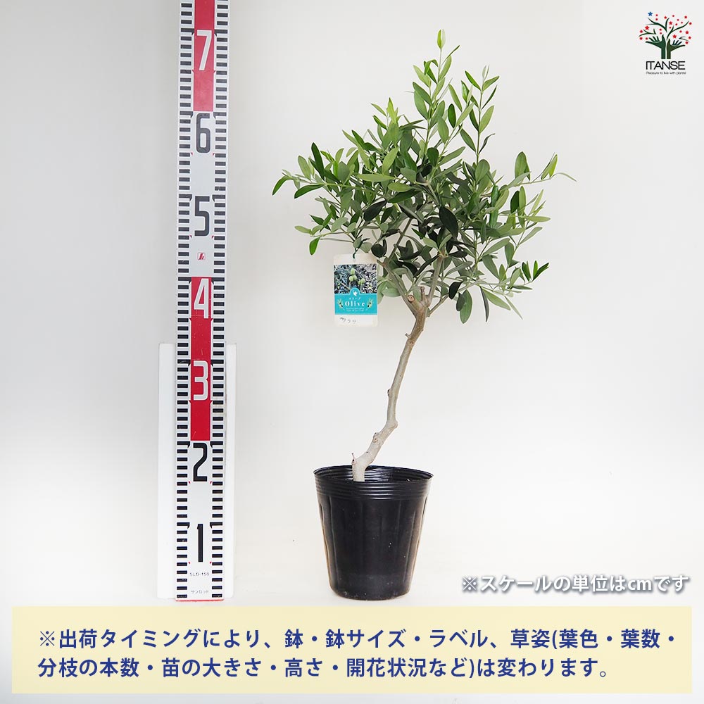 ワラサ オリーブの木　中型 常緑樹 ワラサ Mサイズ 約145cm NO.10495 オリーブの木 希少品種 - 株式