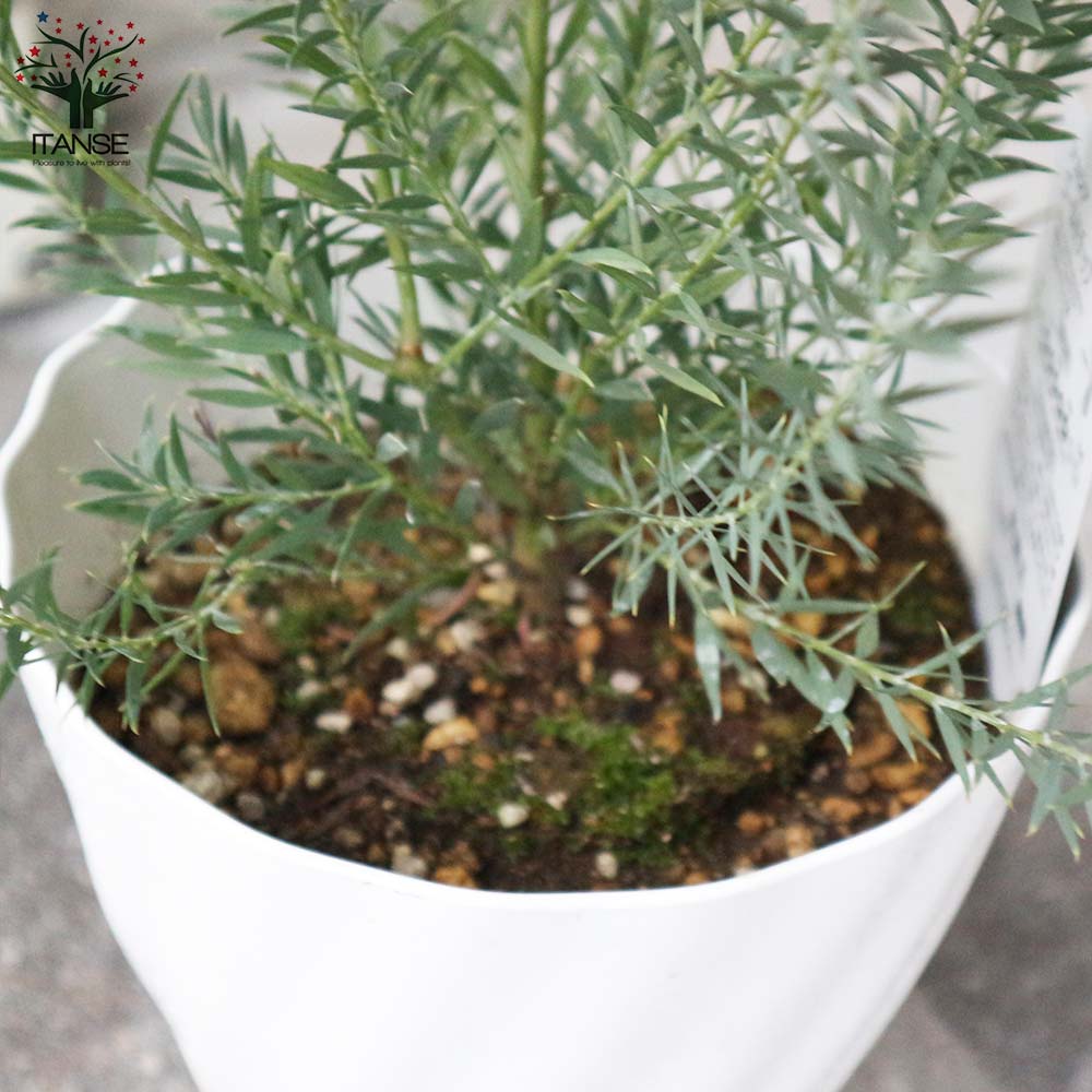 アカシア・ゴールドチップ 【庭木 5号鉢 庭園庭木／1個売り】｜ 【植物