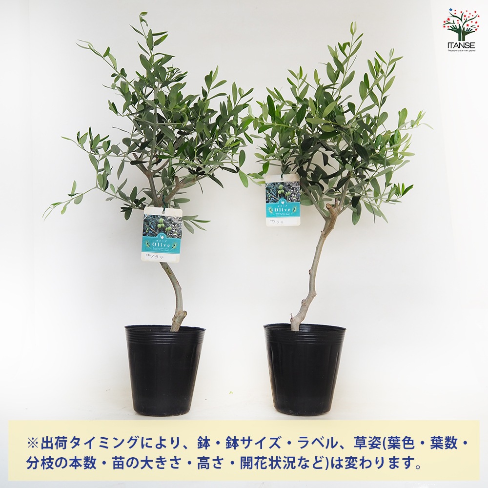 ワラサ オリーブの木　中型 常緑樹 オリーブの木 2品種植え 7号鉢サイズ 黒色 セラアート鉢