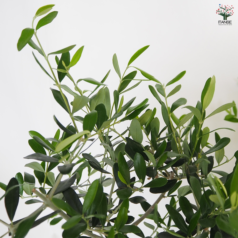 オリーブ ワラサ 【果樹の苗木 5号／1個売り】｜ 【植物の