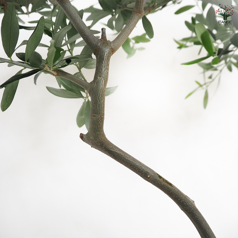 オリーブ ワラサ 【果樹の苗木 5号／1個売り】｜ 【植物のITANSE