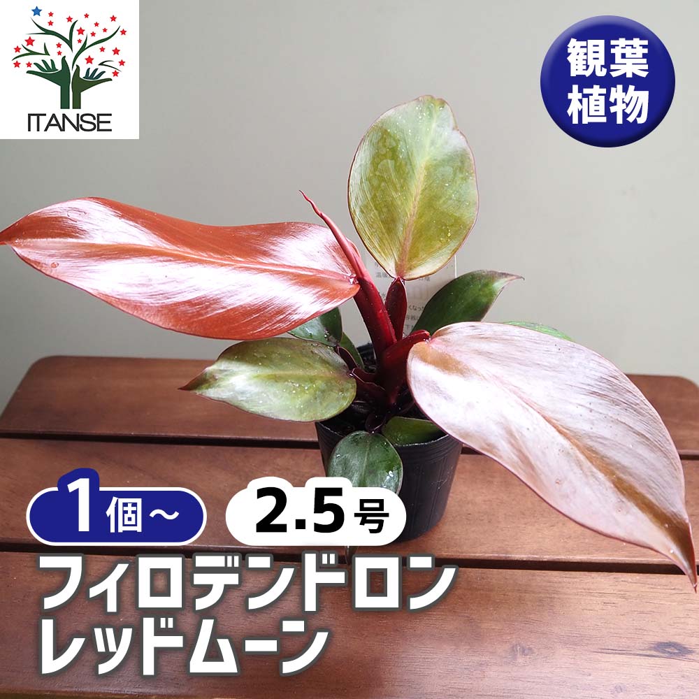 フィロデンドロン レッドムーン 【観葉植物 2.5号】｜ 【植物の