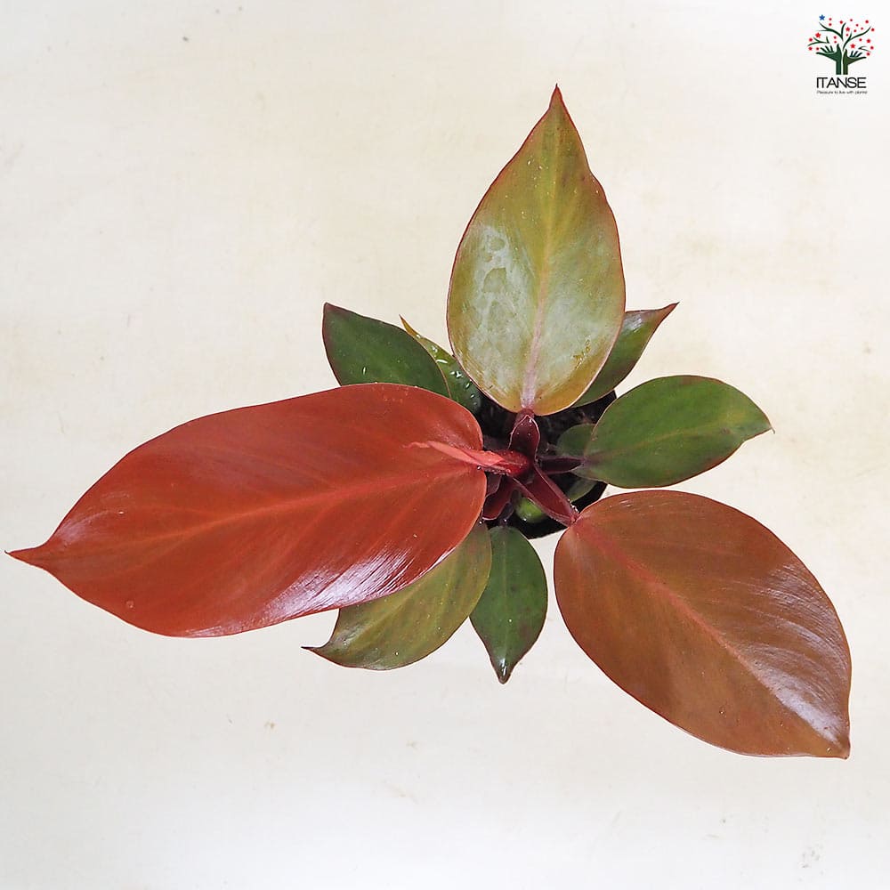 フィロデンドロン レッドムーン 【観葉植物 2.5号】｜ 【植物の