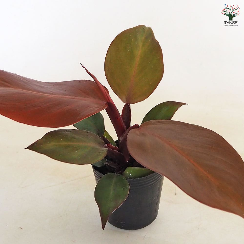 フィロデンドロン レッドムーン 【観葉植物 2.5号】｜ 【植物の