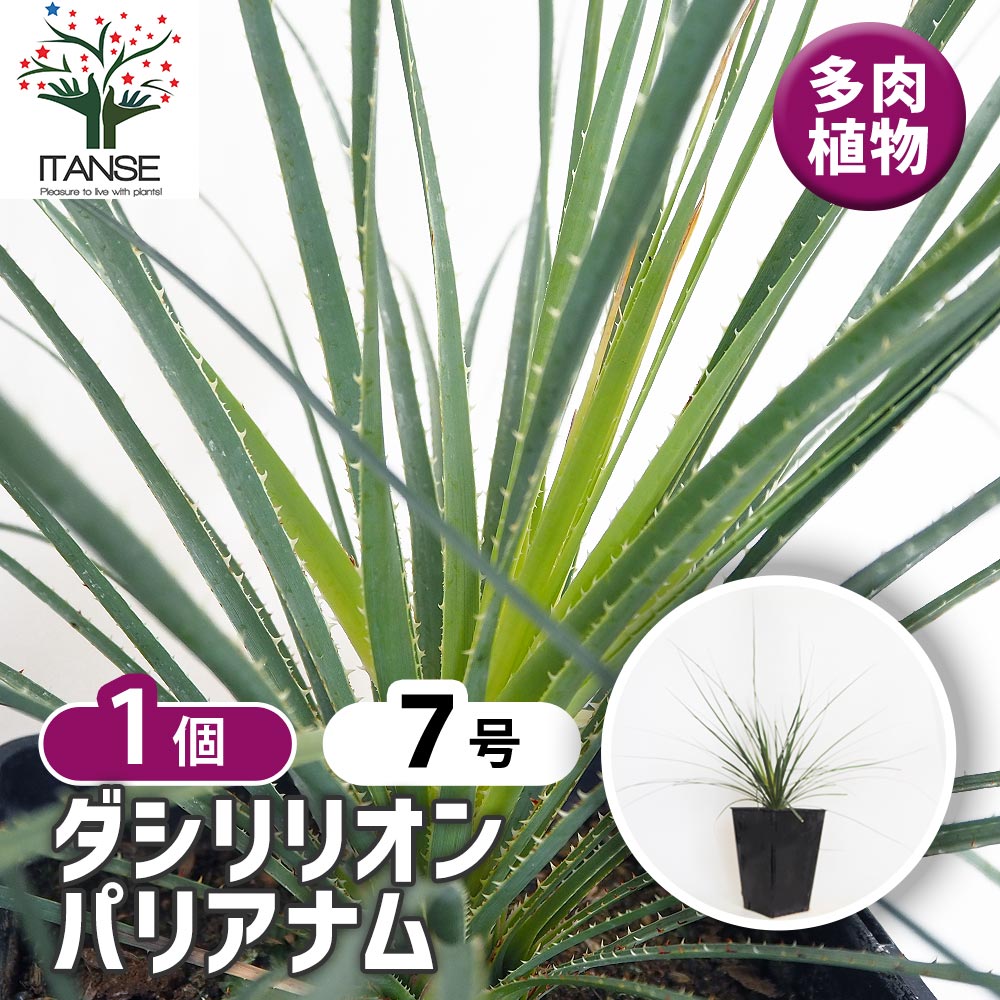 ダシリリオン パリヤナム 【多肉植物 7号／1個売り】｜ 【植物の