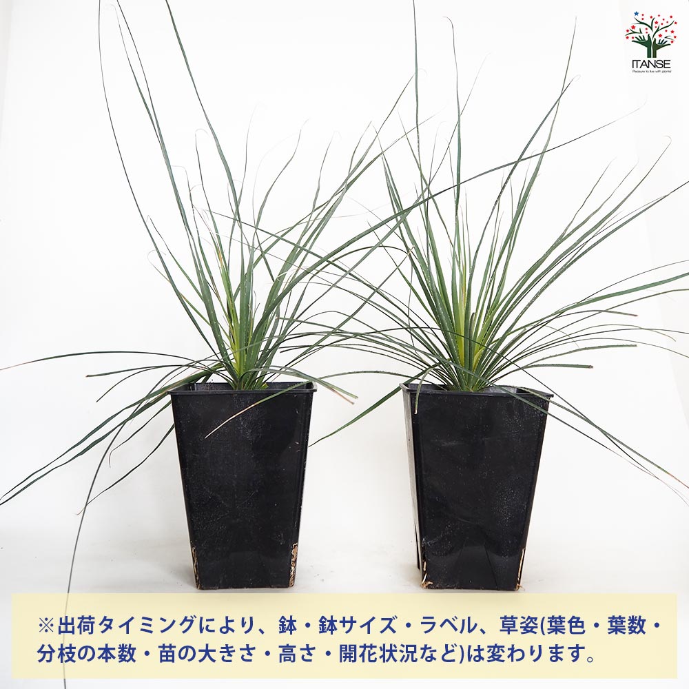 ダシリリオン パリヤナム 【多肉植物 7号／1個売り】｜ 【植物の