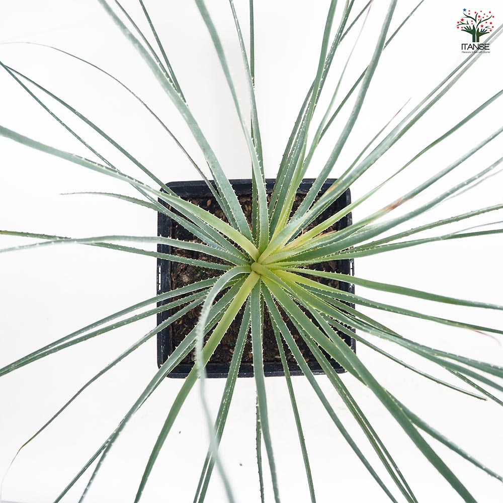 ダシリリオン パリヤナム 【多肉植物 7号／1個売り】｜ 【植物の
