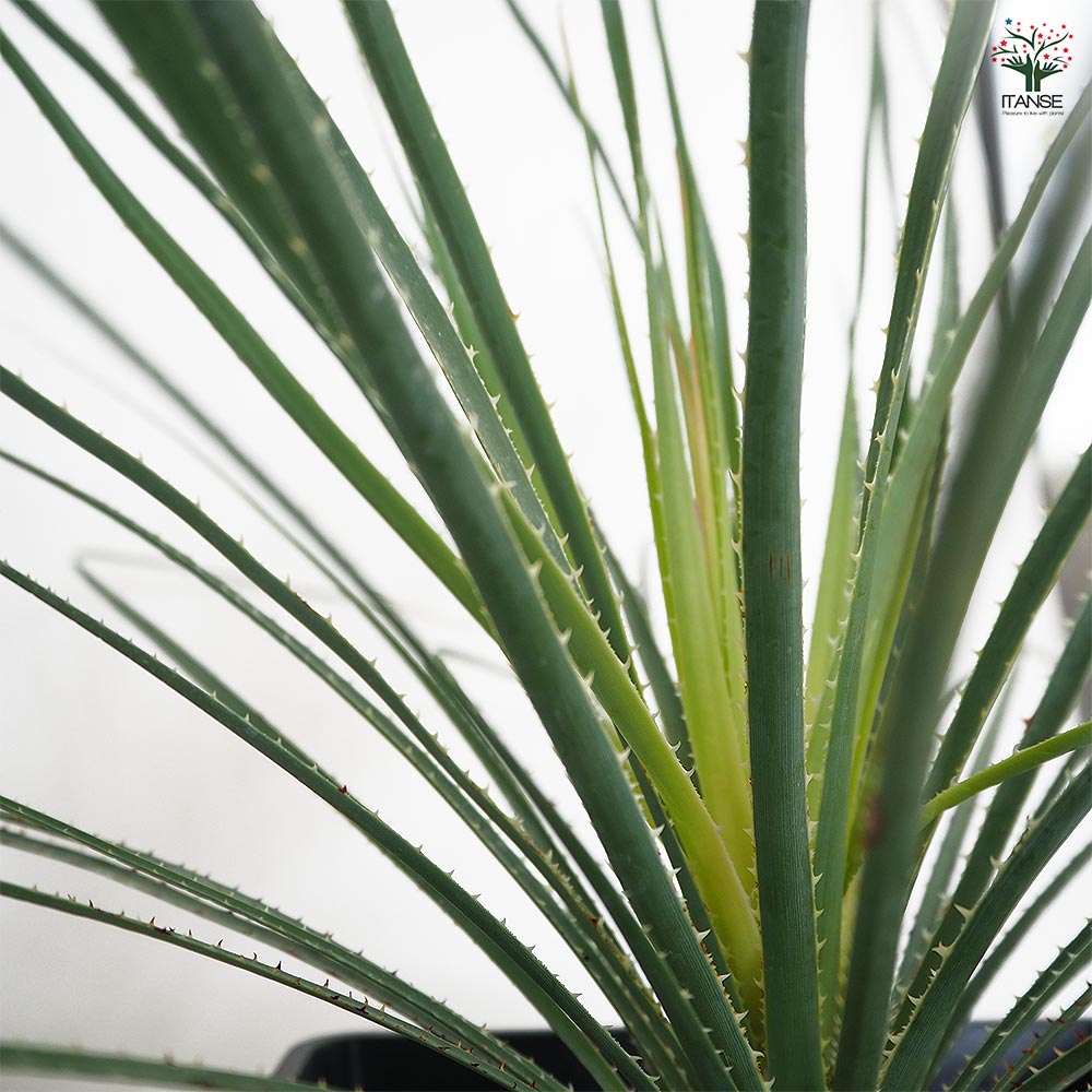 ダシリリオン パリヤナム 【多肉植物 7号／1個売り】｜ 【植物の