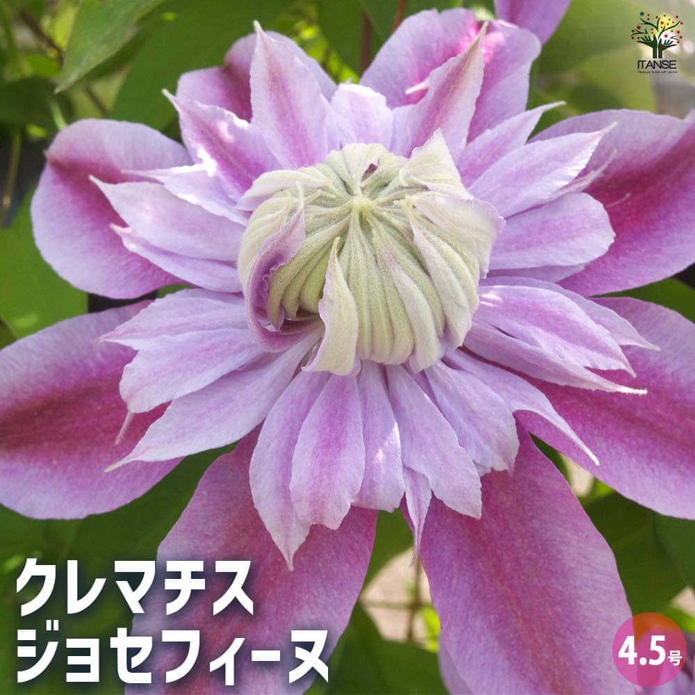 クレマチス ジョセフィーヌ 【花苗 4.5号／1個売り】｜ 【植物の