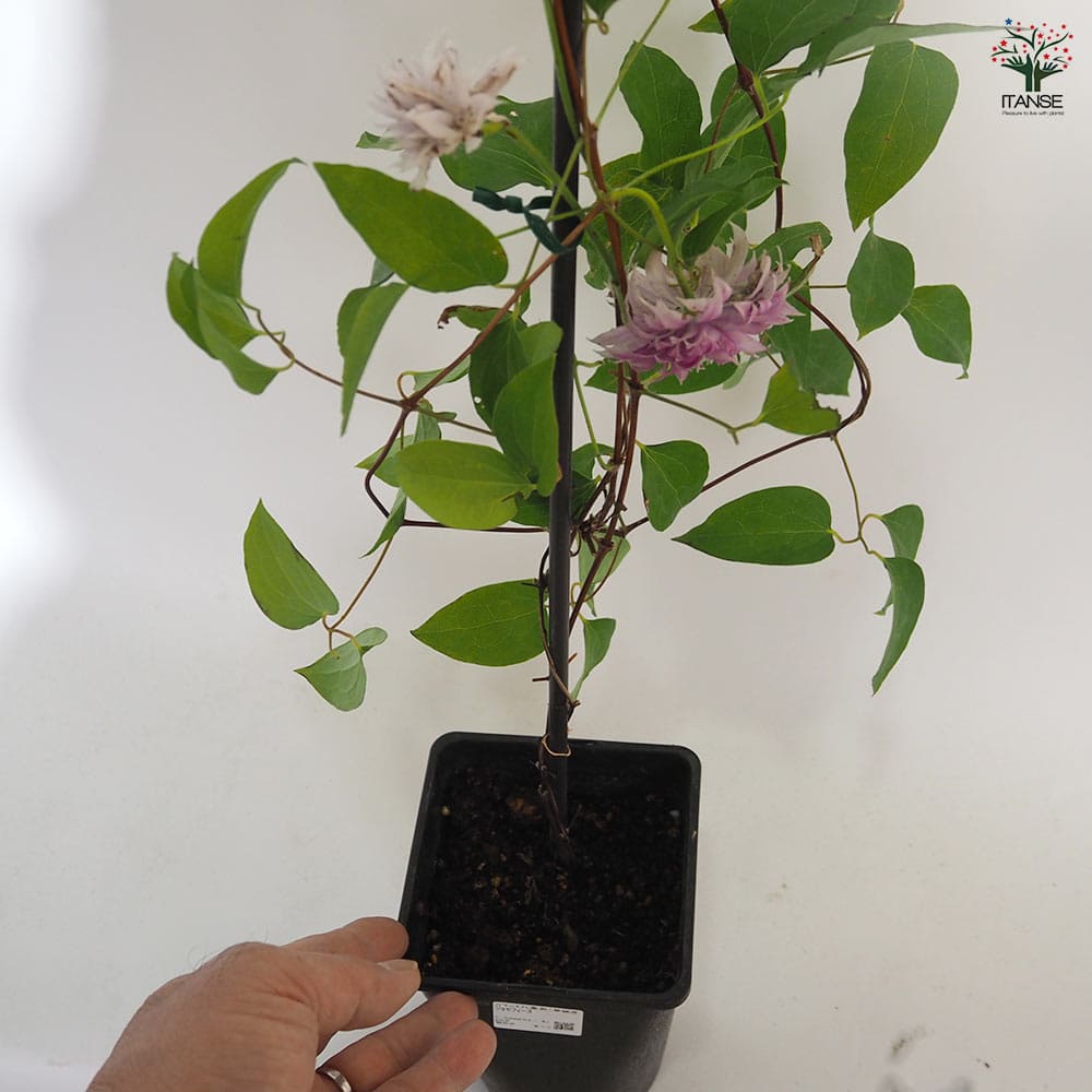 クレマチス ジョセフィーヌ 【花苗 4.5号／1個売り】｜ 【植物の