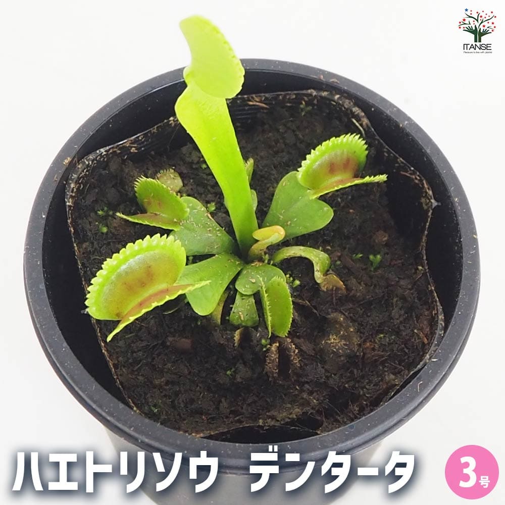 食虫植物 ハエ取り草 デンタータ 【観葉植物 3号／1個売り】
