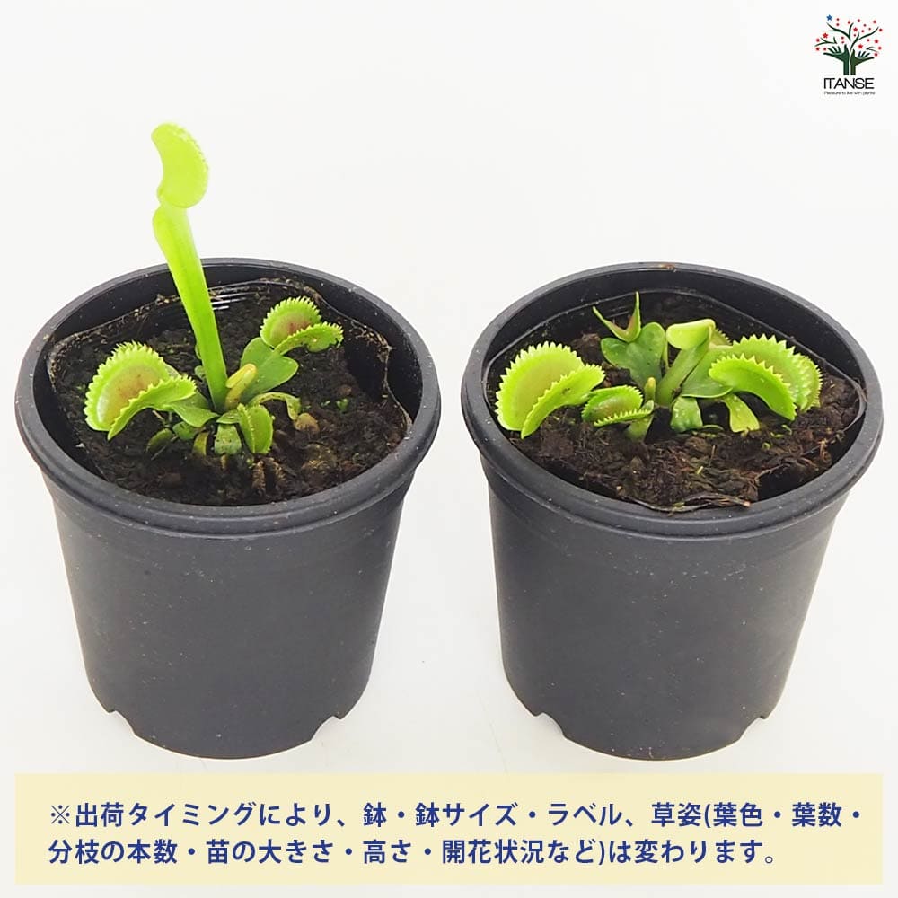 食虫植物 ハエ取り草 デンタータ 【観葉植物 3号／1個売り】