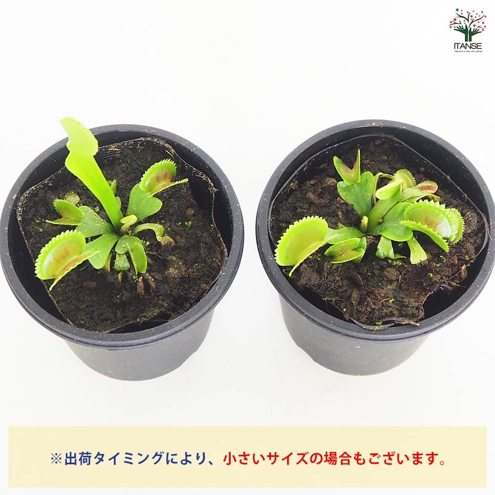 食虫植物 ハエ取り草 デンタータ 【観葉植物 3号／1個売り】