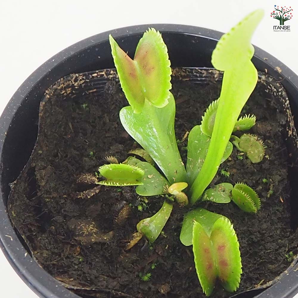 食虫植物 ハエ取り草 デンタータ 【観葉植物 3号／1個売り】