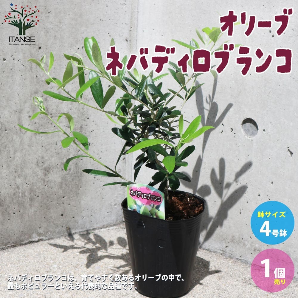 オリーブ ネバディロブランコ4号黒ポット 【果樹の苗木 4号／1個売り