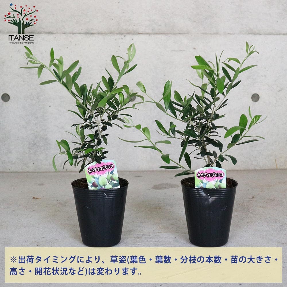 オリーブ ネバディロブランコ4号黒ポット 【果樹の苗木 4号／1個売り
