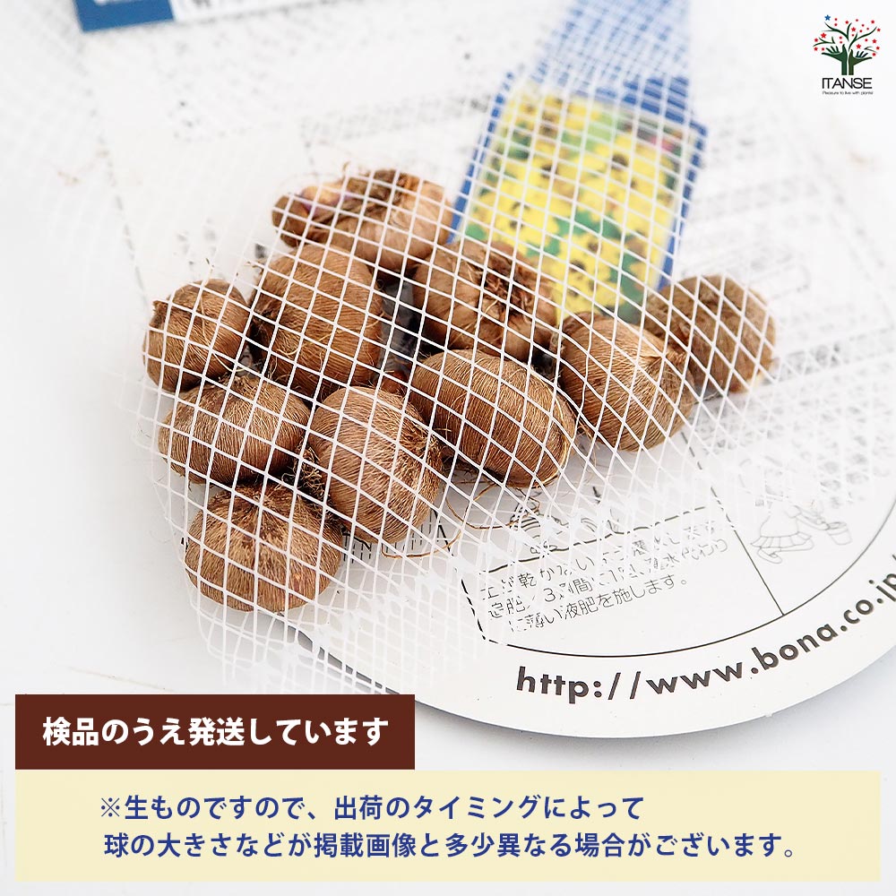球根 イキシア イエローエンペラー 【花球根 10球】｜ 【植物の