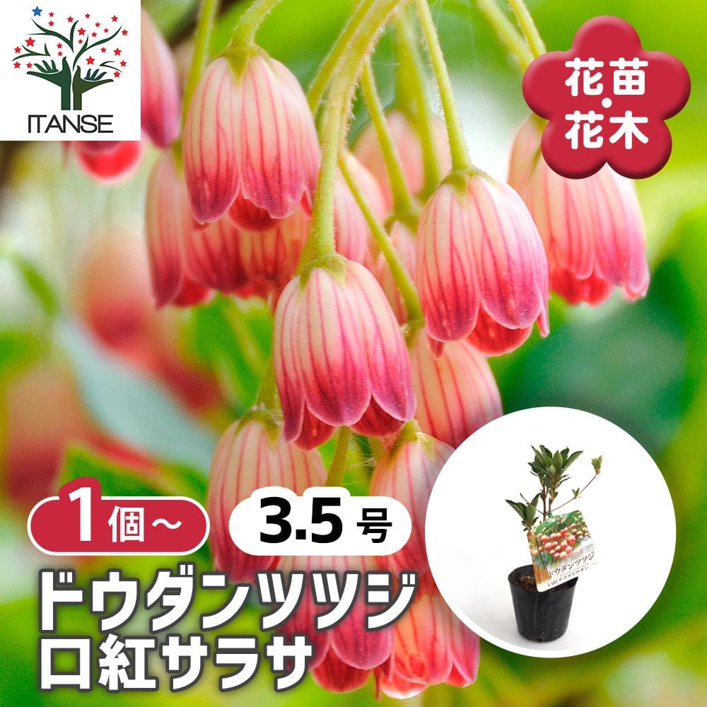 ドウダンツツジ 口紅サラサ 【花木苗 3.5号】｜ 【植物のITANSE