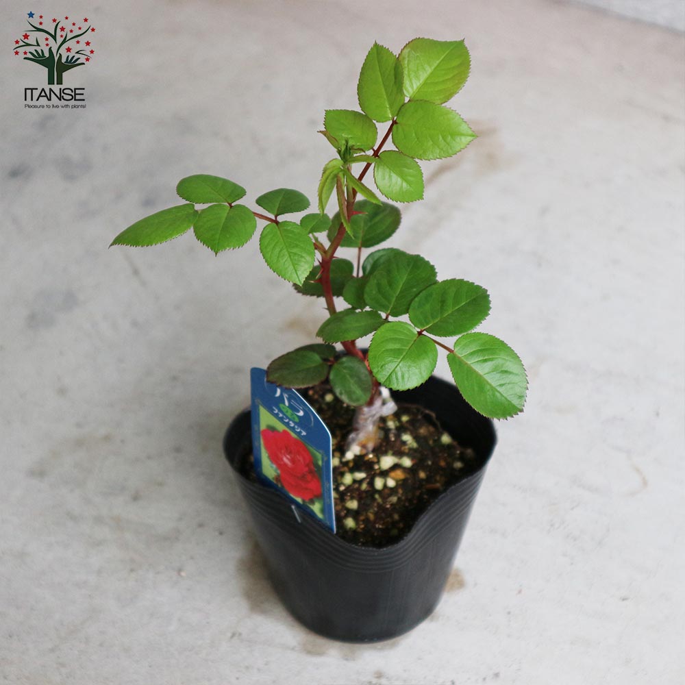 薔薇の苗 つるファンタジア (クライミングローズ)【花苗新苗4号ポット