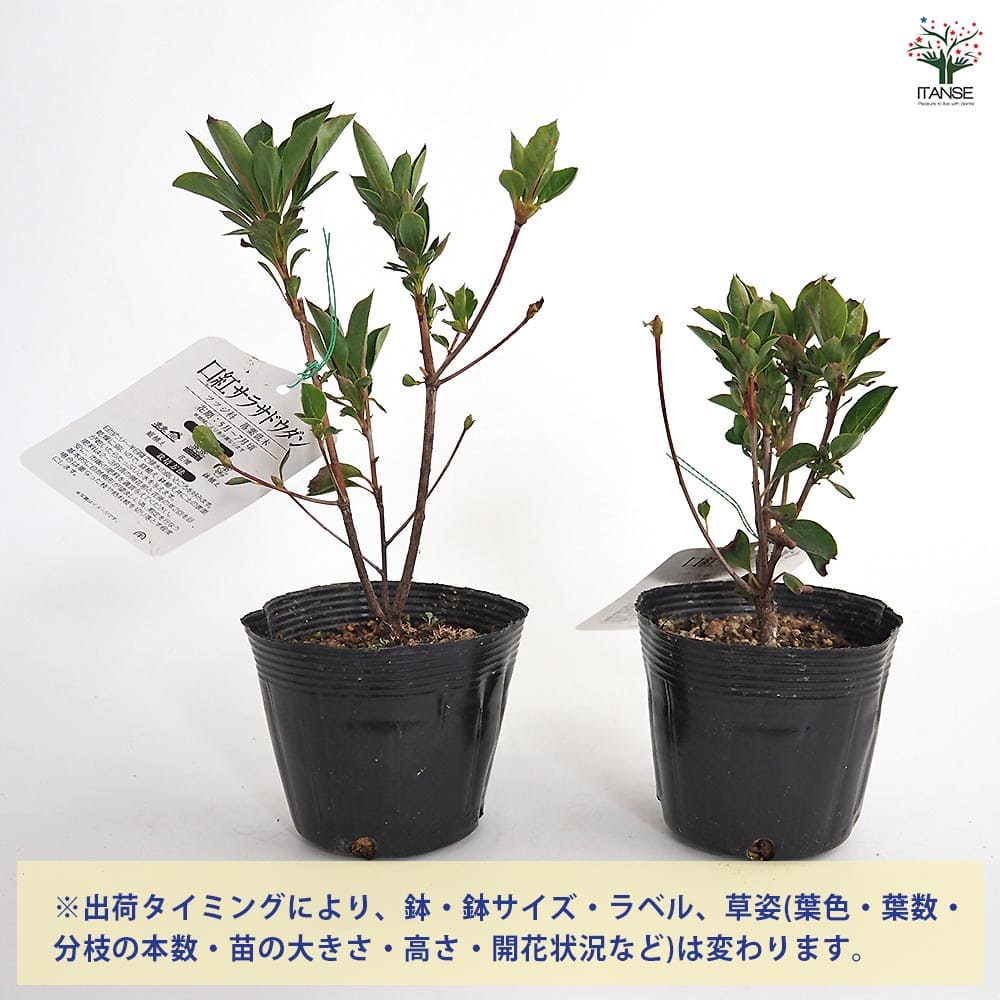 ドウダンツツジ 口紅サラサ 【花木苗 3.5号】｜ 【植物のITANSE