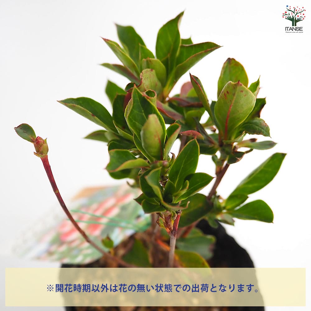 ドウダンツツジ 口紅サラサ 【花木苗 3.5号】｜ 【植物のITANSE