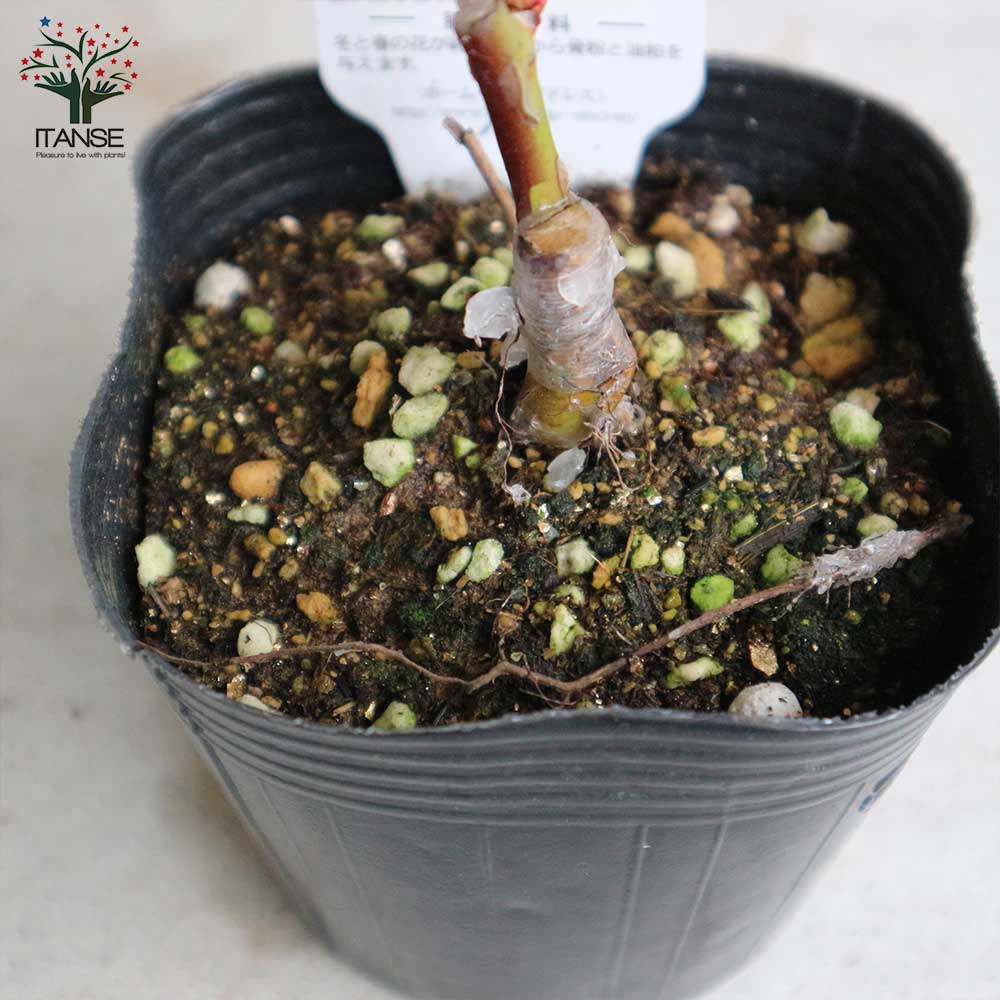 薔薇の苗 つるファンタジア (クライミングローズ)【花苗新苗4号ポット