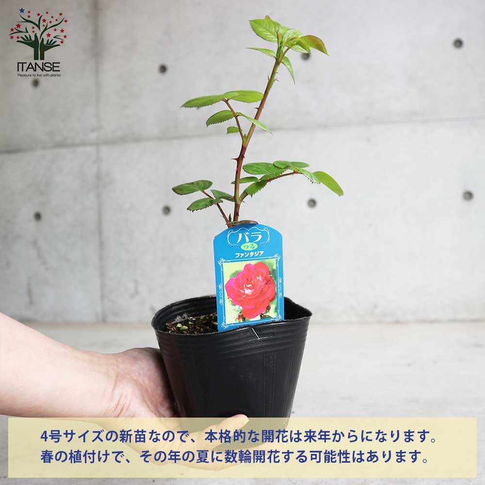 薔薇の苗 つるファンタジア (クライミングローズ)【花苗新苗4号ポット