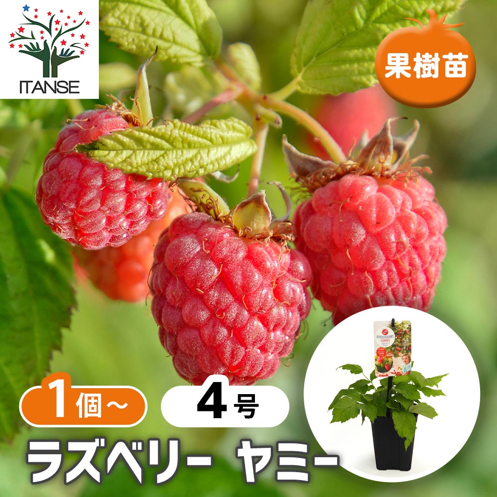 ラズベリーの苗木 ヤミー 【果樹の苗 4号】｜ 【植物のITANSE