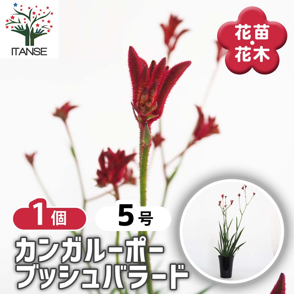 カンガルーポー バラード 【花苗 5号／1個売り】