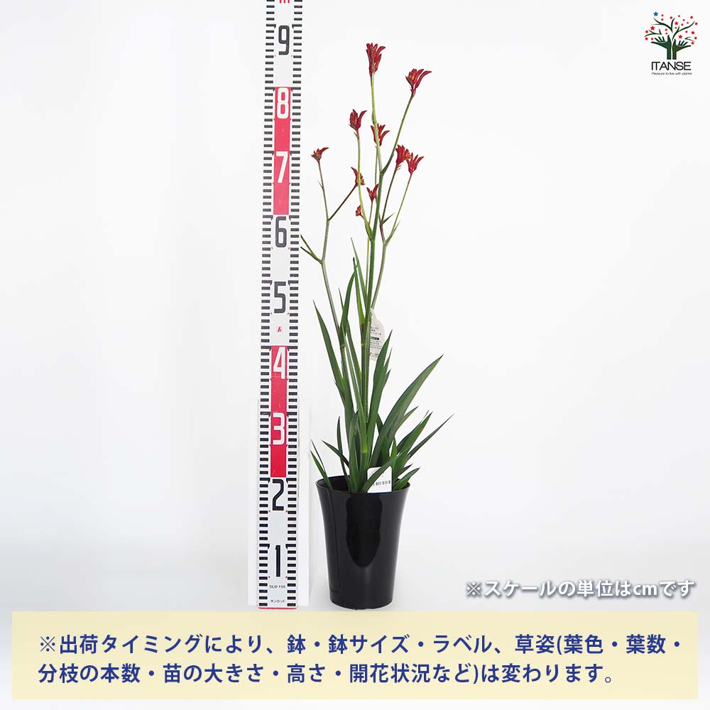 カンガルーポー バラード 【花苗 5号／1個売り】