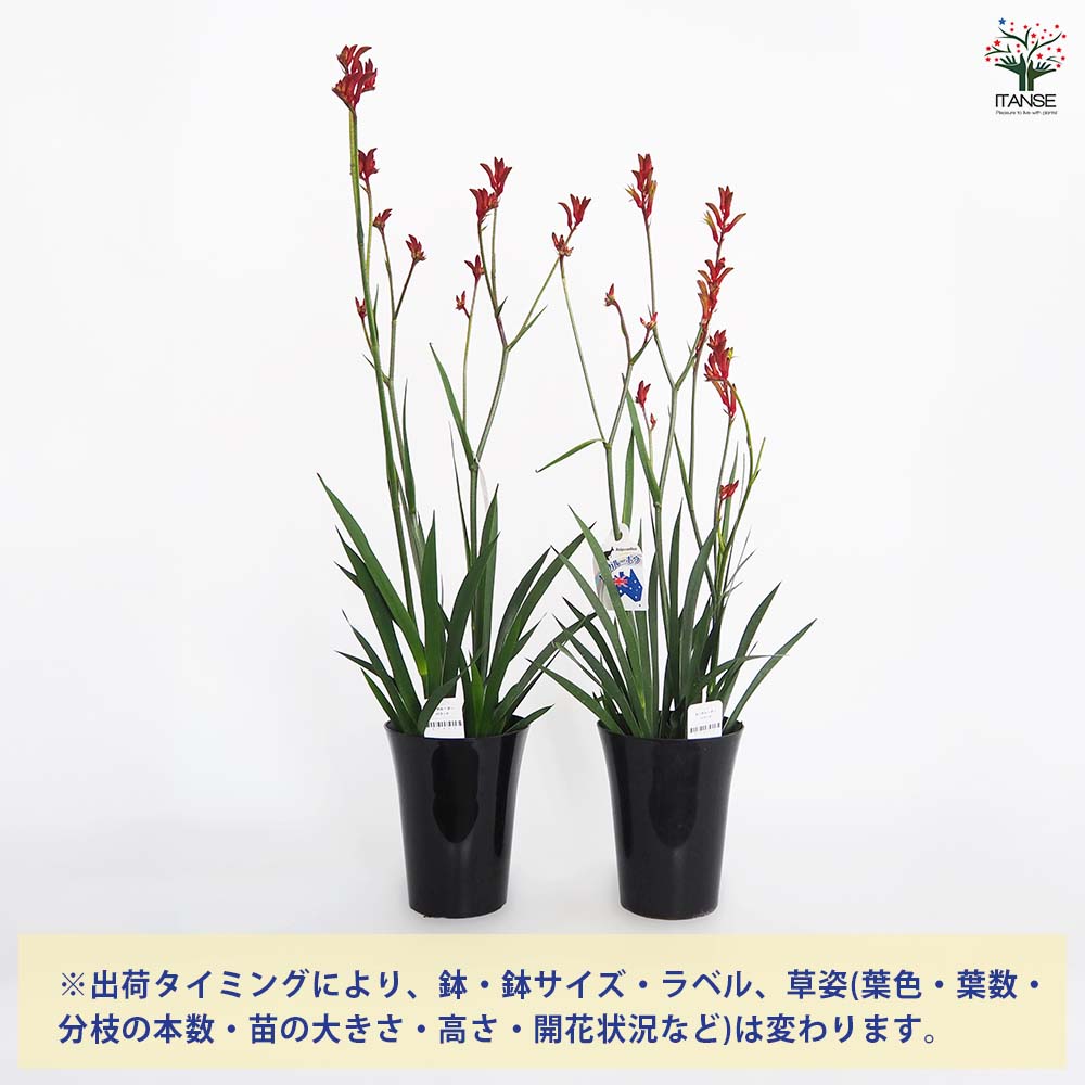 カンガルーポー バラード 【花苗 5号／1個売り】
