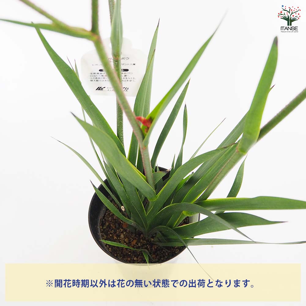 カンガルーポー バラード 【花苗 5号／1個売り】