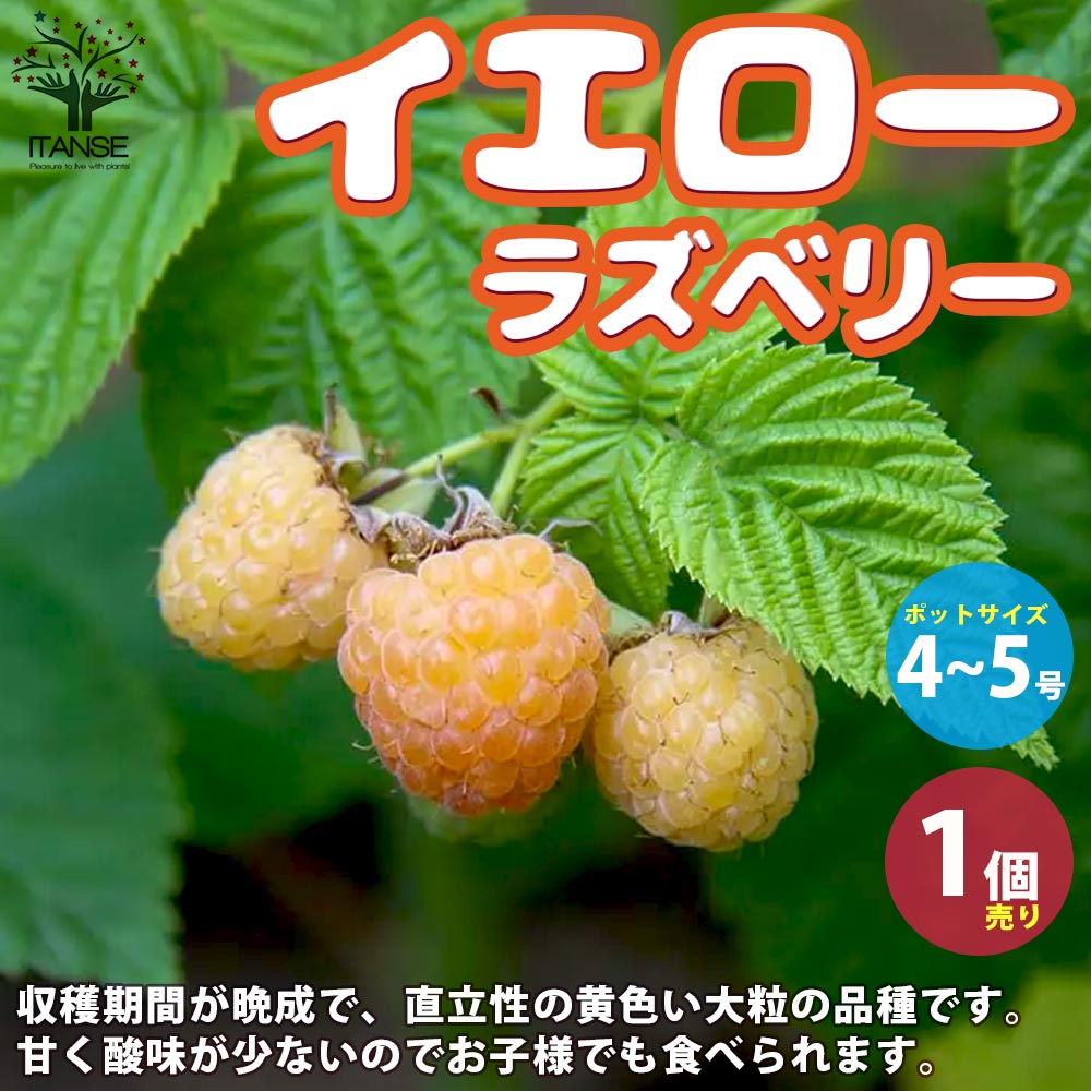 Itanse良品ｾﾚｸﾄ通販