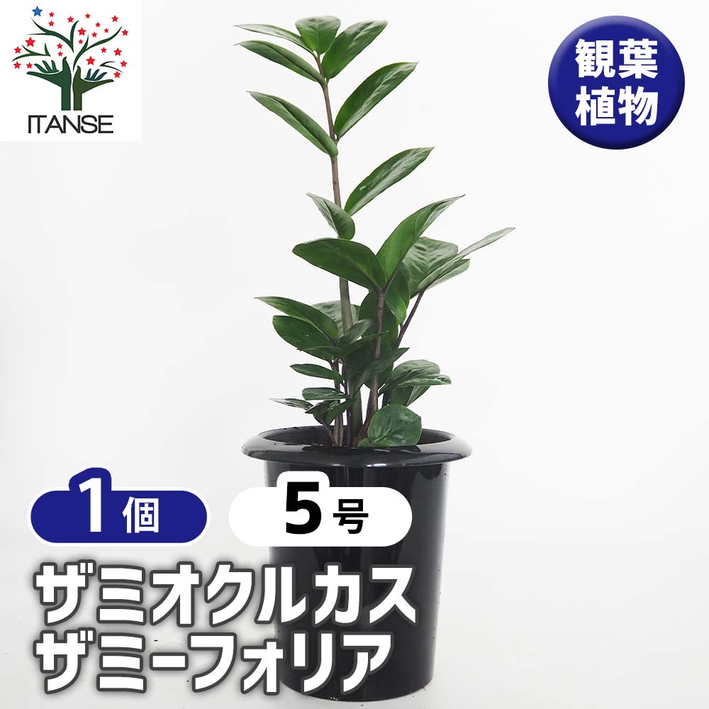 ザミオクルカス ザミーフォリア 【観葉植物 5号／1個売り】｜ 【植物の