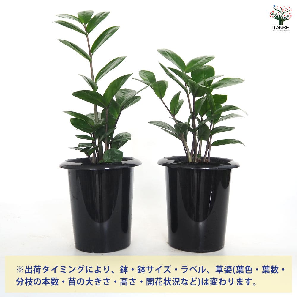 ザミオクルカス ザミーフォリア 【観葉植物 5号／1個売り】｜ 【植物の