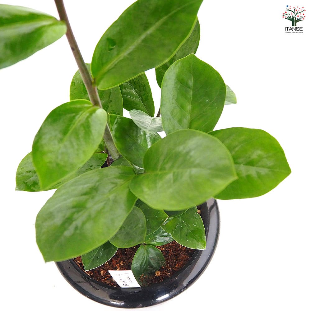 ザミオクルカス ザミーフォリア 【観葉植物 5号／1個売り】｜ 【植物の