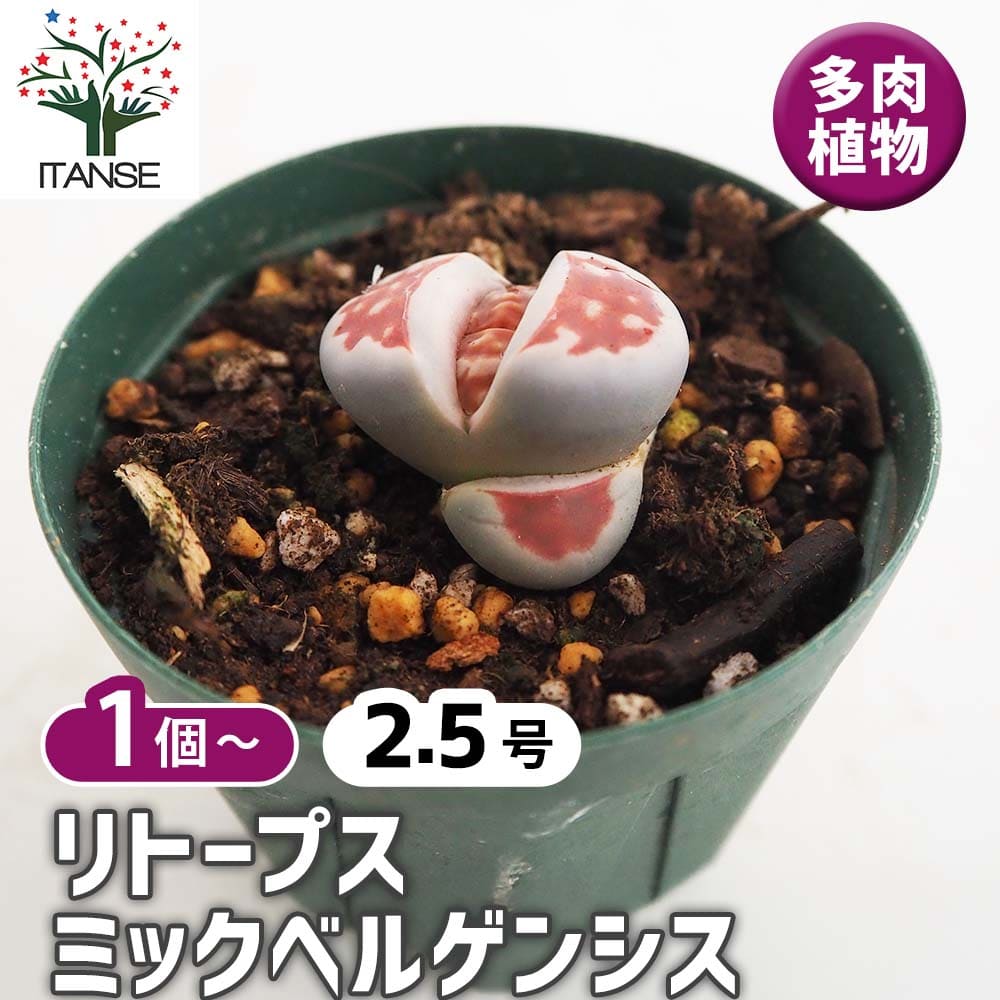 リトープス ミックベルゲンシス 【多肉植物 2.5号】｜ 【植物の