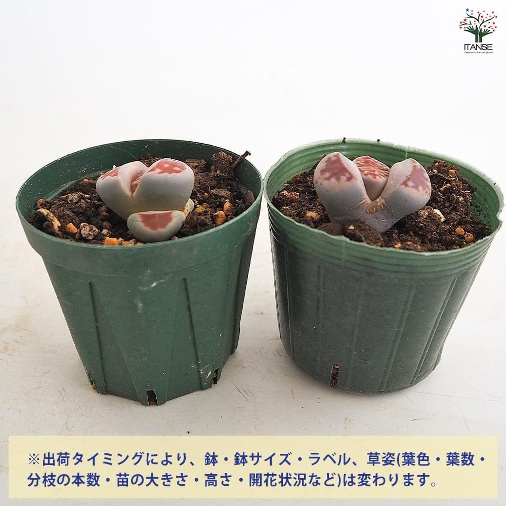 リトープス ミックベルゲンシス 【多肉植物 2.5号】｜ 【植物の
