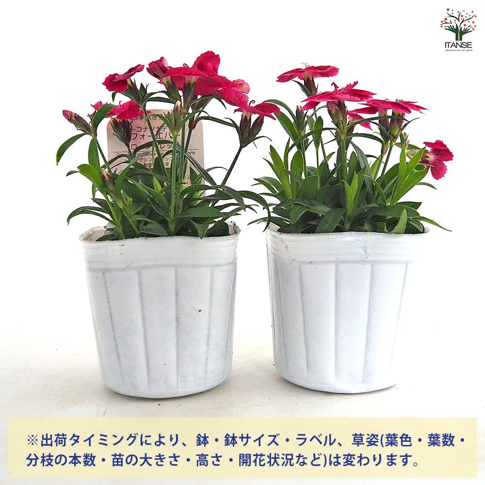 常夏ナデシコ フォーエバー ロージーレッド 【花苗 3号】｜ 【植物の