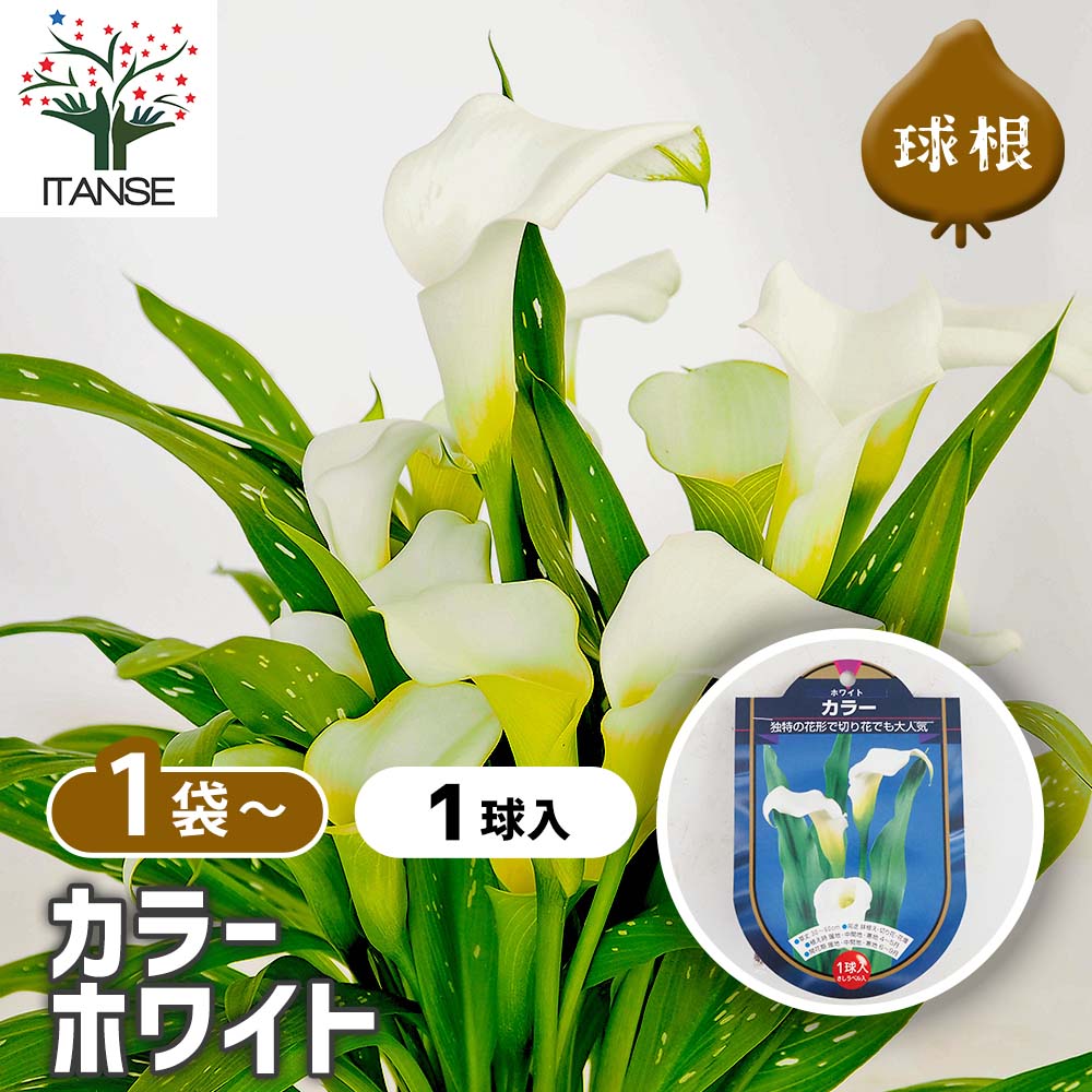 花球根 カラー ホワイト 【花球根 1球】｜ 【植物のITANSE】全品