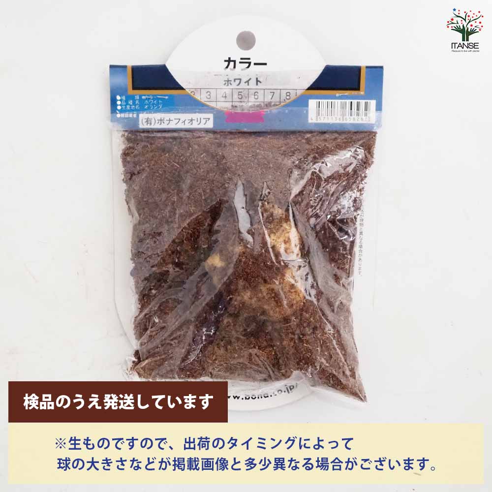 確認用　カラー　白　球根 花球根 カラー ホワイト 1球/お買い得4個セット 球根の花 鉢植え 地