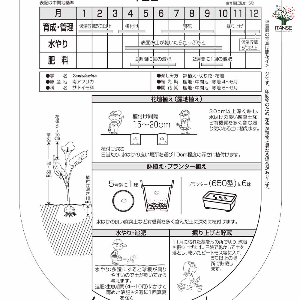 花球根 カラー ホワイト 【花球根 1球】｜ 【植物のITANSE】全品