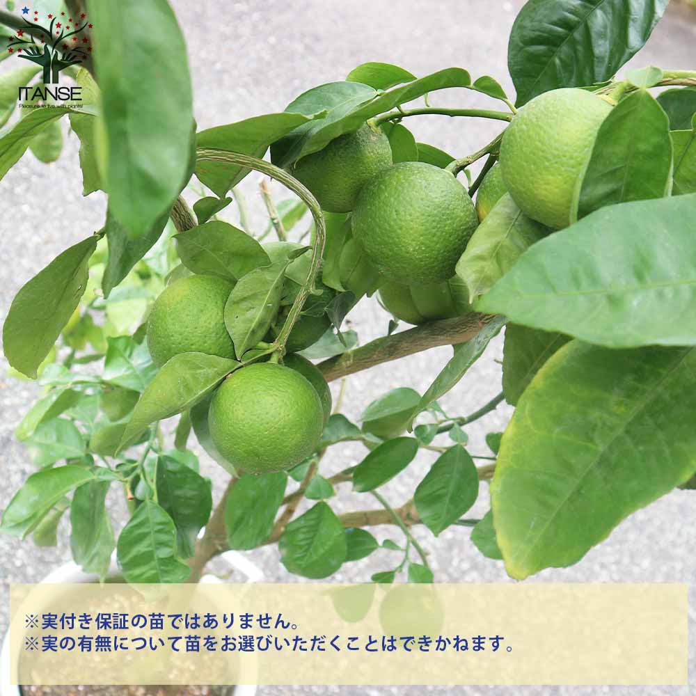 橙 かぼす苗木♪お正月供え餅の上の 蜜柑レモンの横に♪