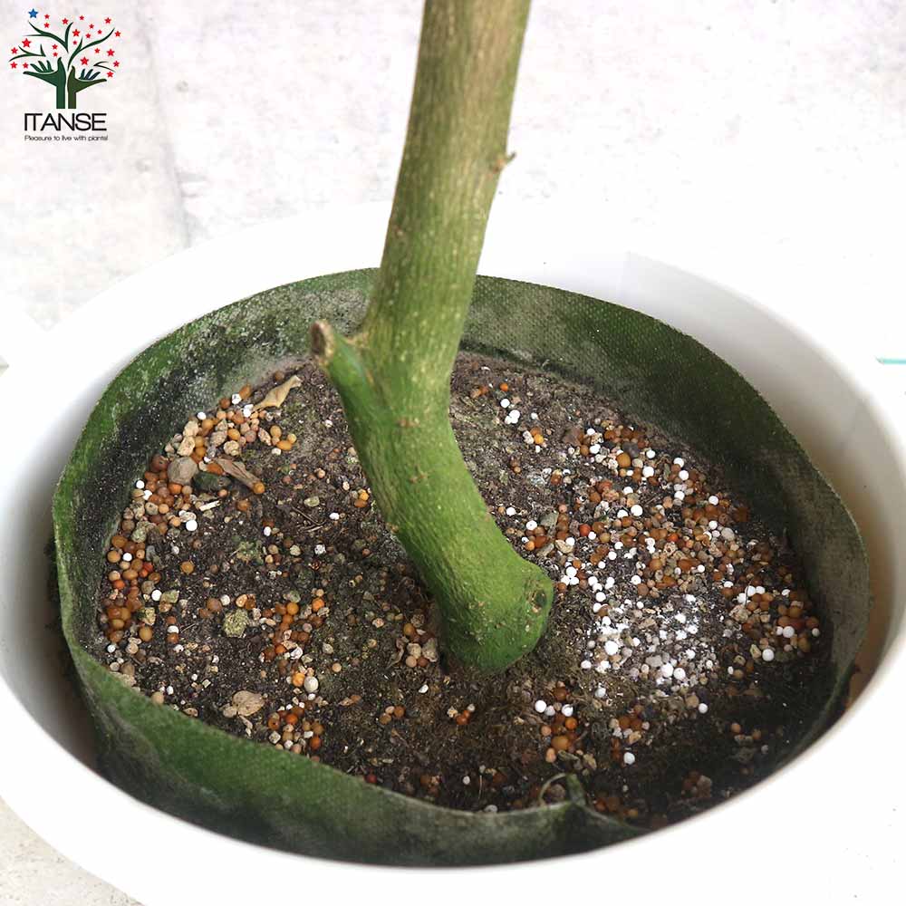 柑橘4年生 カボス接木苗／果実肥大中 樹高120センチ 8号鉢 撮影品のお