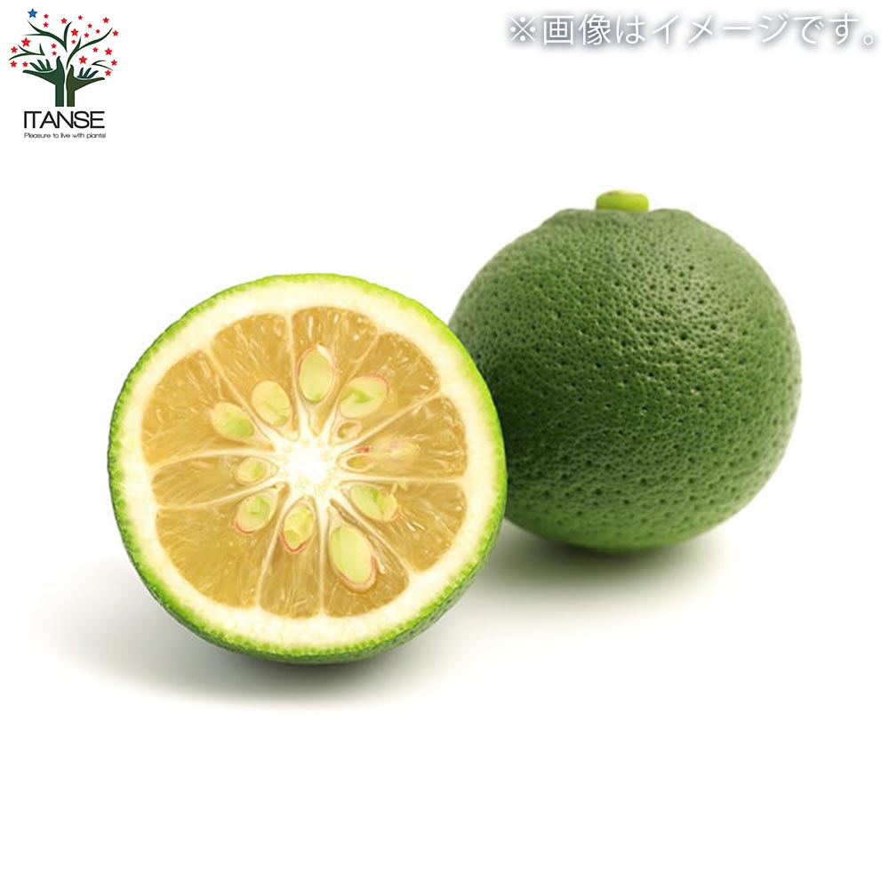 香りの柑橘苗 カボス【果樹苗／10号ポット大苗接木苗／1個売り