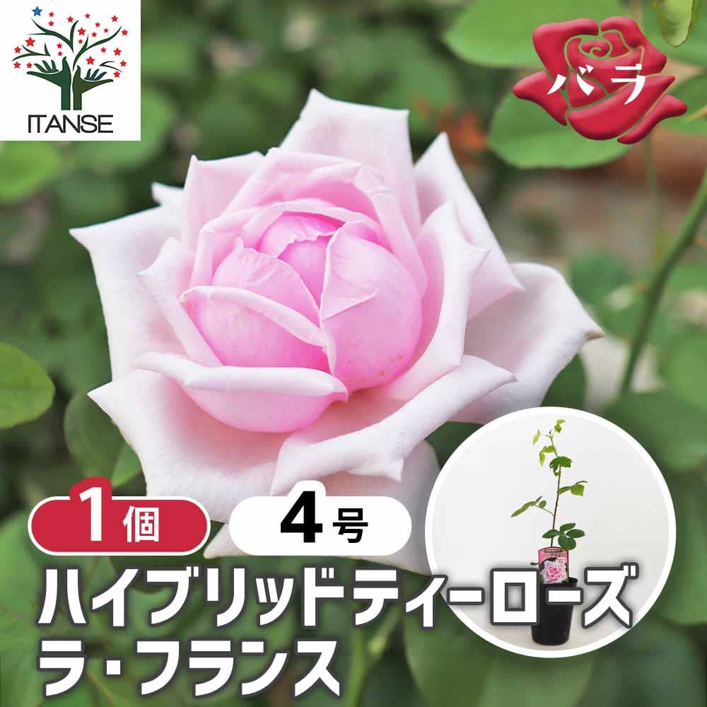 薔薇 ラフランス 接木 【花木苗 4号／1個売り】｜ 【植物の