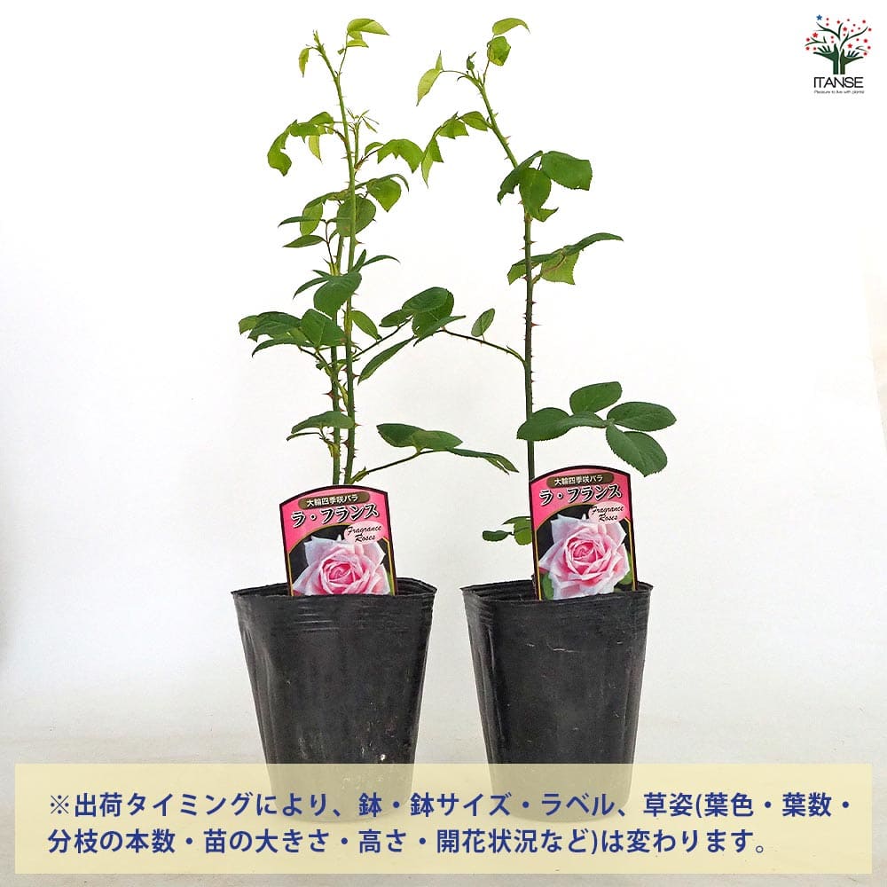 薔薇 ラフランス 接木 【花木苗 4号／1個売り】｜ 【植物の
