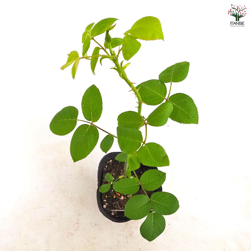 薔薇 ラフランス 接木 【花木苗 4号／1個売り】｜ 【植物の