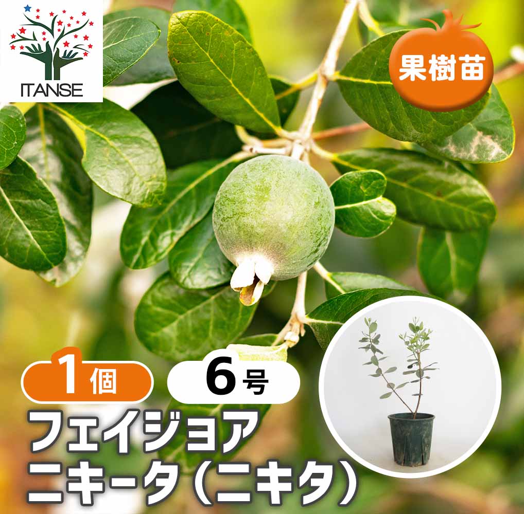 フェイジョア ニキータ(ニキタ) 【果樹の苗木 6号／1個売り】｜ 【植物