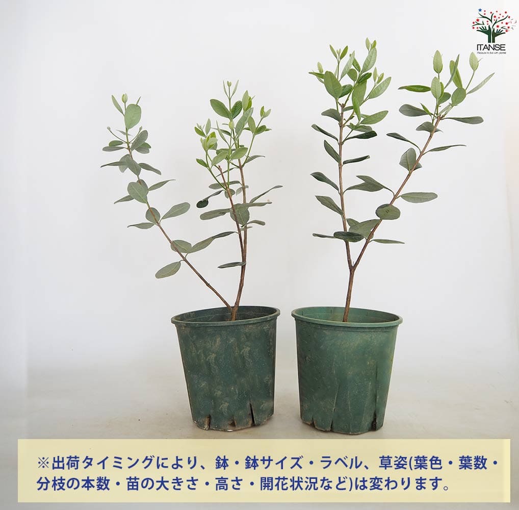 フェイジョア ニキータ(ニキタ) 【果樹の苗木 6号／1個売り】｜ 【植物